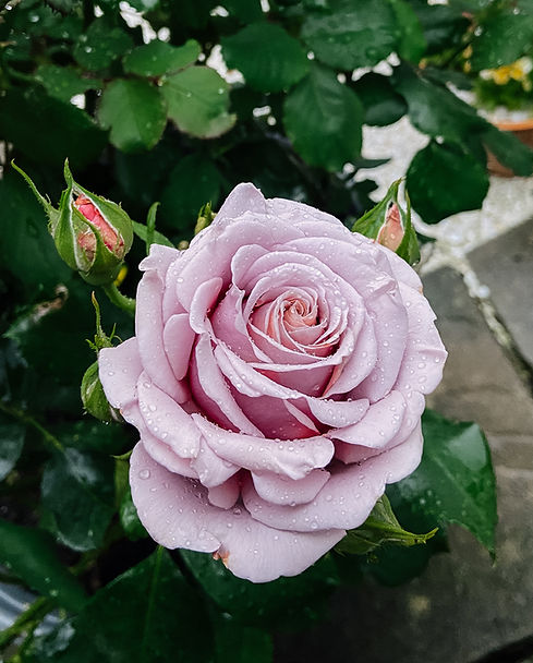 A single lilac rose can be seen, with dark glossy green leaves in the background and a small amount of patio below the bush.