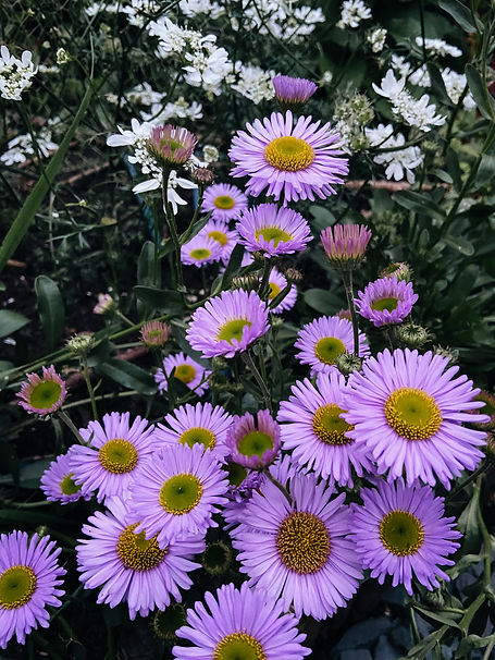 Lilac erigeron flowers fill the foreground with white orlaya in the background