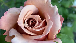 A coffee pink rose in the garden