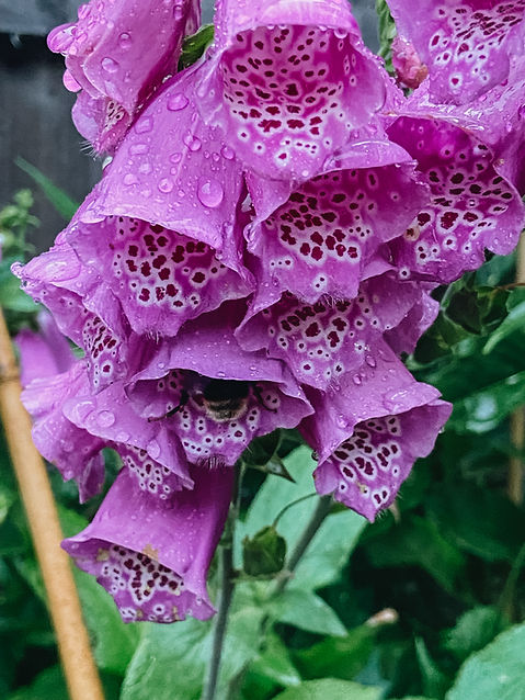 A closeup of a purple foxglove flower fills the photo. There are rain drops on the petals and a bee can be seen sitting in one of the flowers.