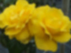 Golden Wedding