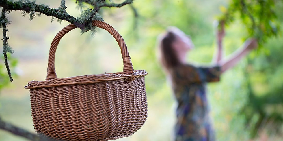 Tree Medicine Across the Seasons - Workshop 1 - Spring!