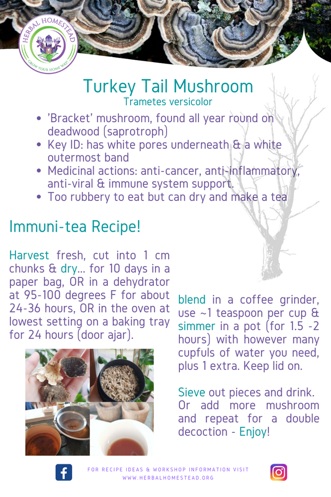 Turkey Tail Tea Recipe!