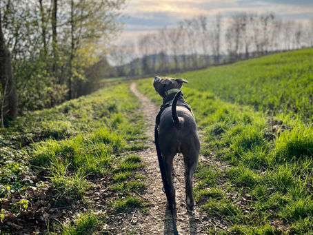 Sommerhitze und Hunde -Tipps für Hundehalter