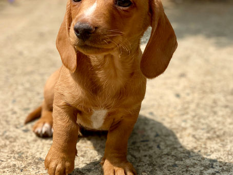 Frankfurt our new mascot has arrived!