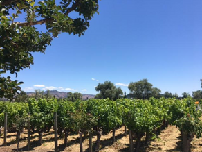 Napa Valley for Non-Drinkers