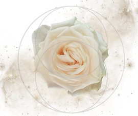 White Rose Purification.png