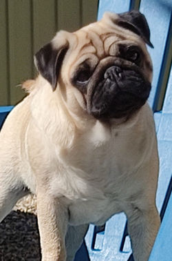 Mère: Berrybears Take The Crown