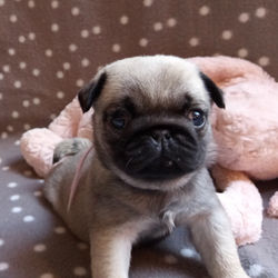 Collier Rose 5 semaines