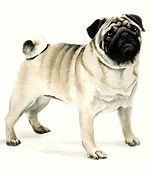 pug watercolour.jpg