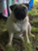 34467335_1893898243965407_73335374296278