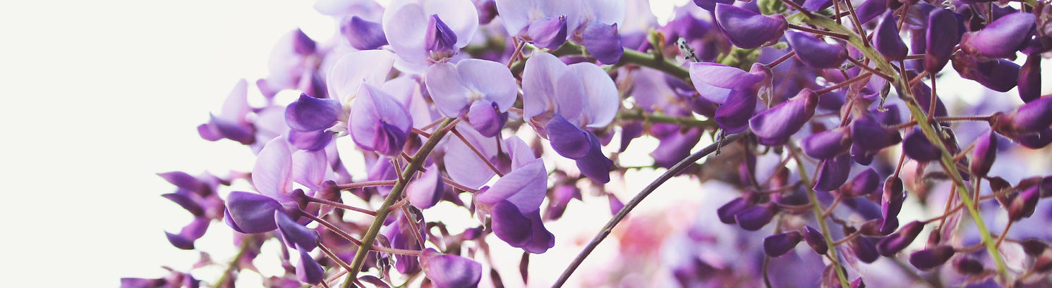 Purple Blossom Mobile