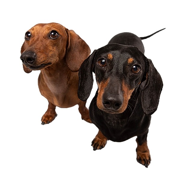 book puppy school and dog training sydney Paws & Think