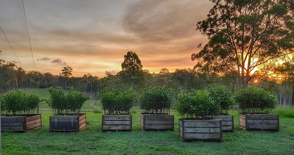 Macadamia Trees For Sale Bundaberg Wide Bay Macadamia Seedlings