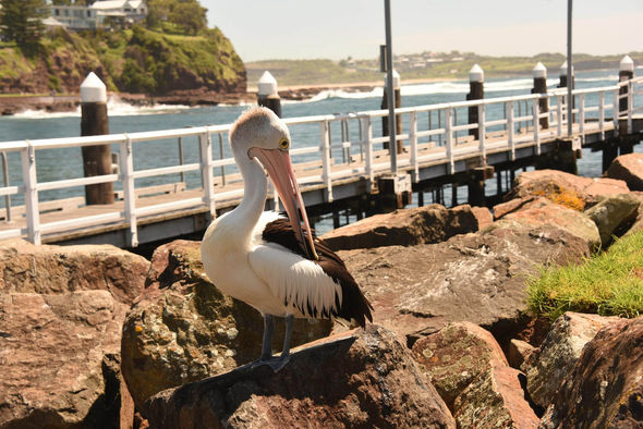 pelican in kiama tour
