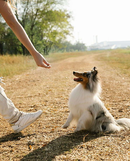 puppy training sydney inner west