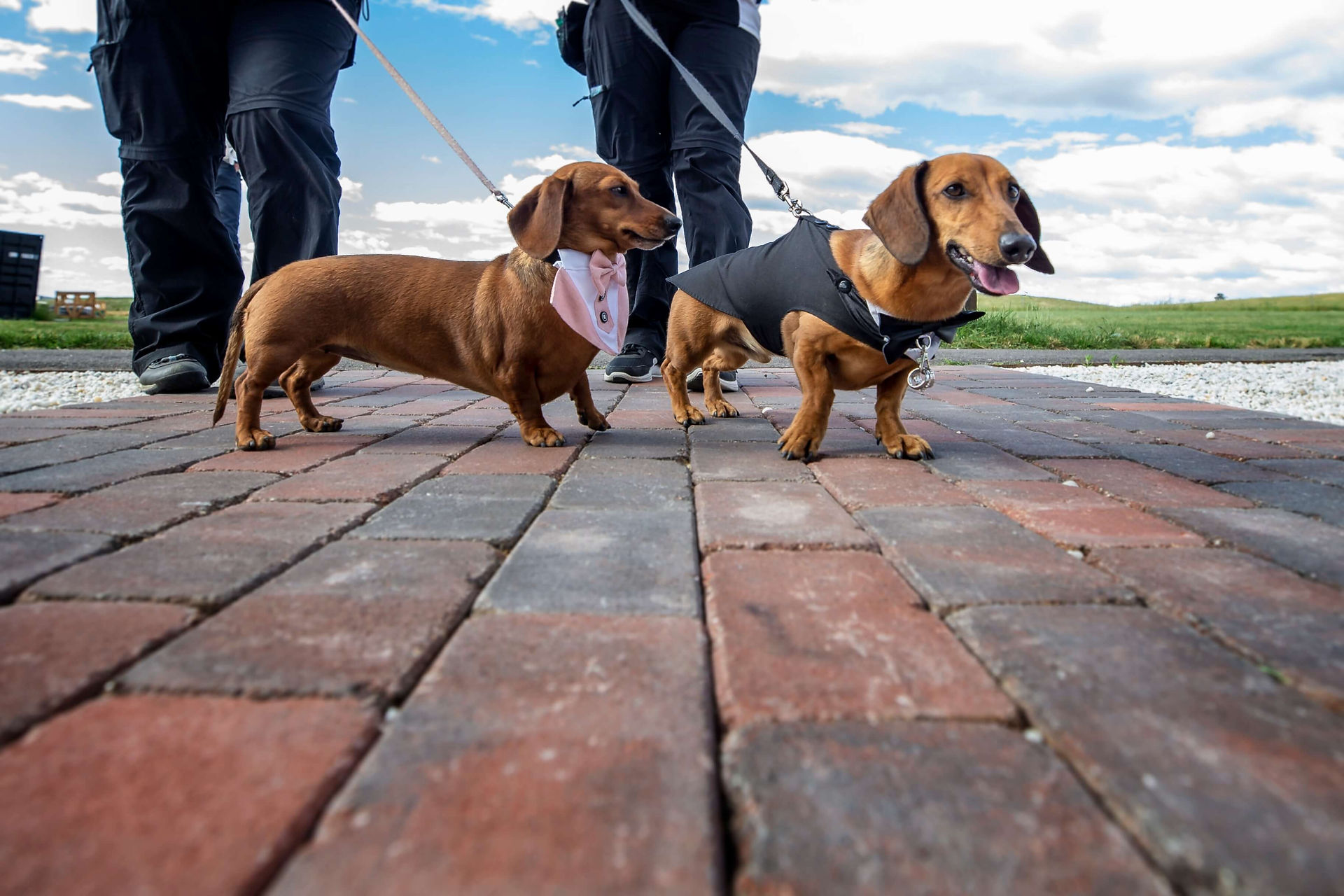 dogs at wedding in Canberra with canberra celebrant