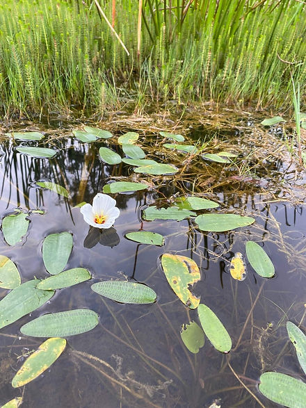 landcare gippsland victoria waterways