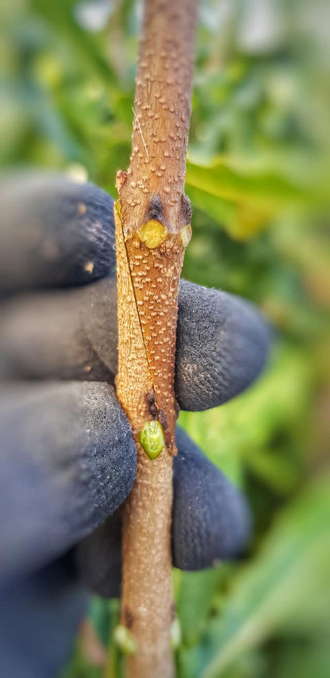 straight grafts of macadamia seedlings
