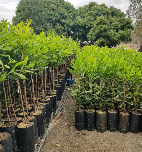 macadamia seedlings for sale for macadamia farm Queensland