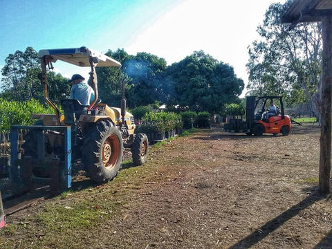 nurturing our macadamia seedlings Queensland