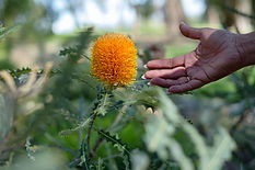 aboriginal tours with Kerry-Ann Winmar