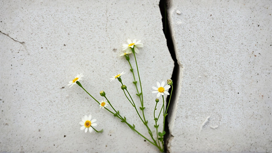 Delicate wild flowers growing through crack in light coloured concrete wall..jpg