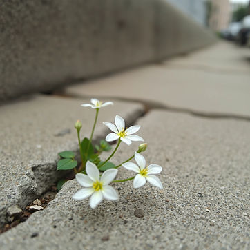 Flowers growing in concrete cracks, delicate, white, urban background.jpg