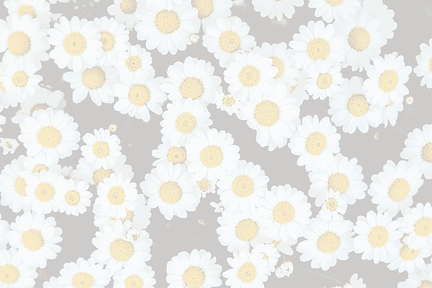 Daisies_edited_edited.png