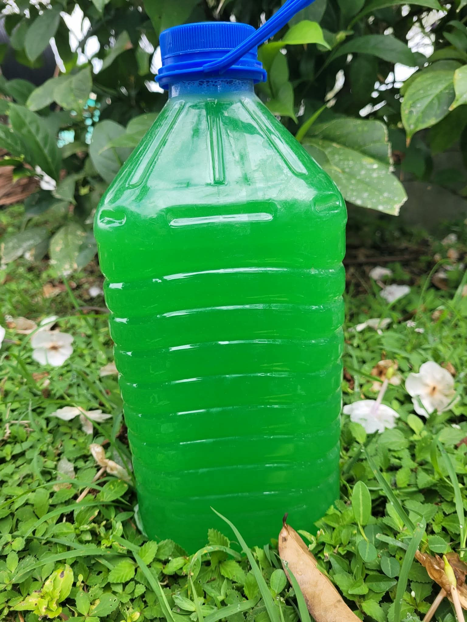 Gallon - Ariel Manzana Aroma