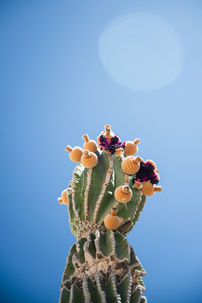 primer plano de un cactus con un destello del sol