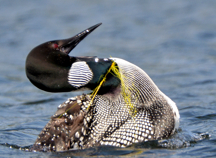 loon caught in fishing line 3.GIF