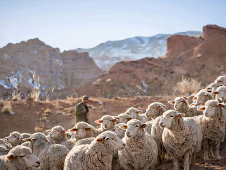 Die Verantwortung der Schafe
