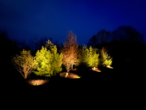 Outdoor lighting installation, landscape lighting, pine tree lighting in Holland, Michigan - West Michigan.