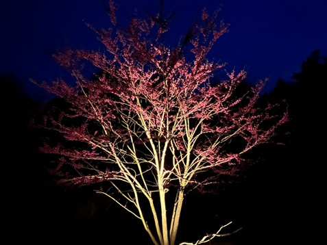 Energy-efficient outdoor lighting for a modern garden in Holland, Michigan - Grand Rapids, Michigan.