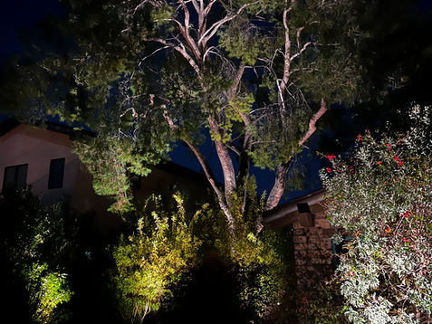 Outdoor LED lighting for a front yard, highlighting trees in Holland, Michigan - Grand Rapids, Michigan.