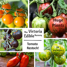 Tomato Restock Square.png