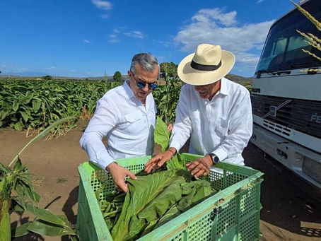 En RD existen 29 zonas tabacaleras distribuidas en 15 provincias, informa Intabaco