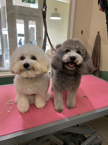 Happy dogs after grooming