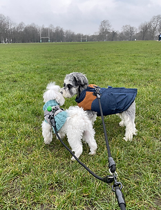 Dogs playing in the park
