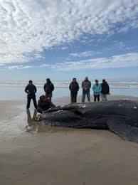 In Our Own Words: Honoring Whale, Centering Tribal Story June 6th!