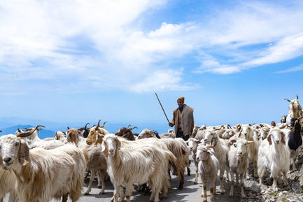 Keeper of the Flock
