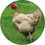 Miniature : Poulet Fermier cou nu