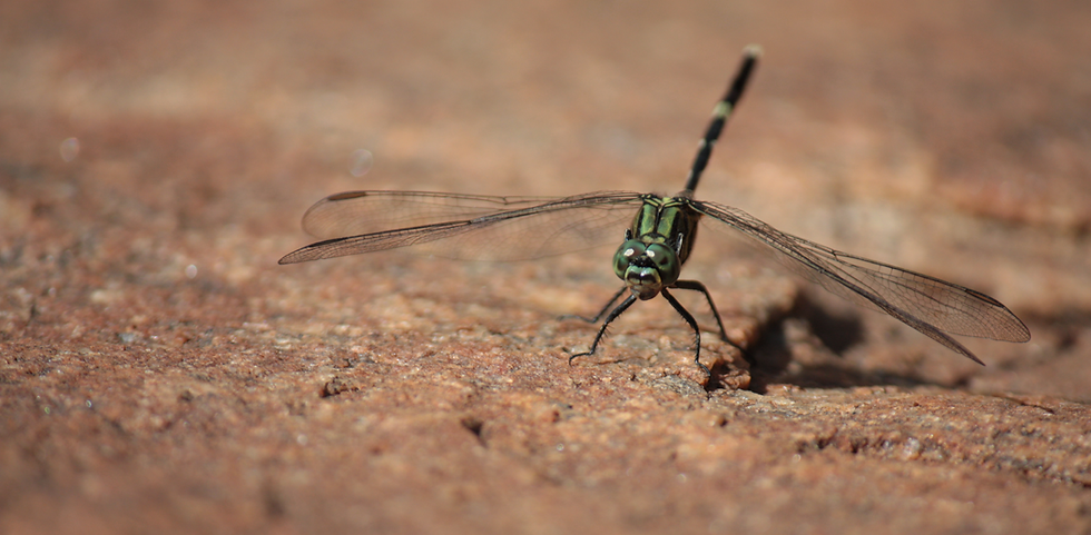 Libellule, Sri Lanka