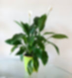 Peace Lily Spathiphyllum Purifying Houseplants Health