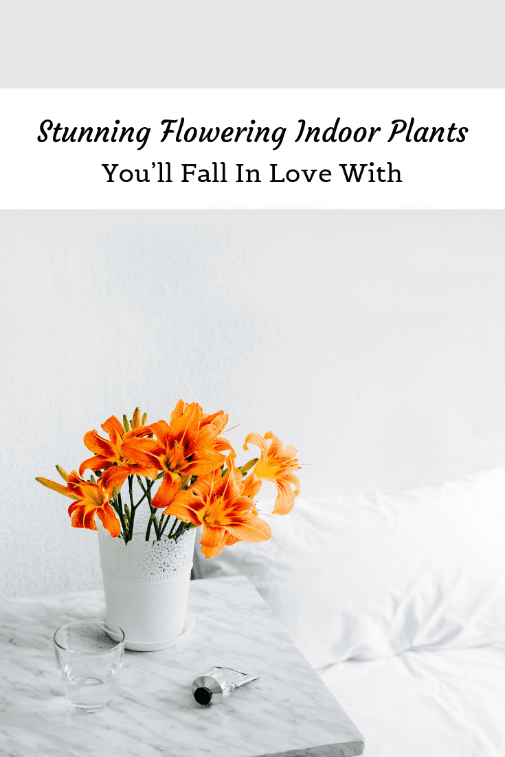 Stunning Flowering Indoor Plants You’ll Fall In Love With