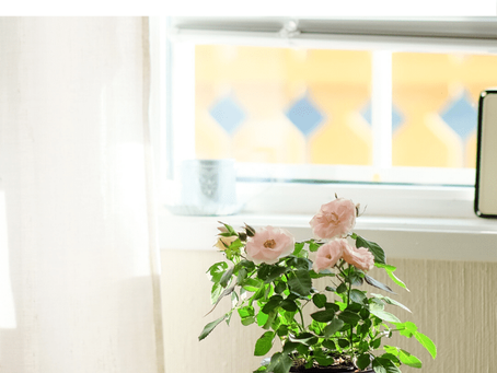Houseplant Lighting 101