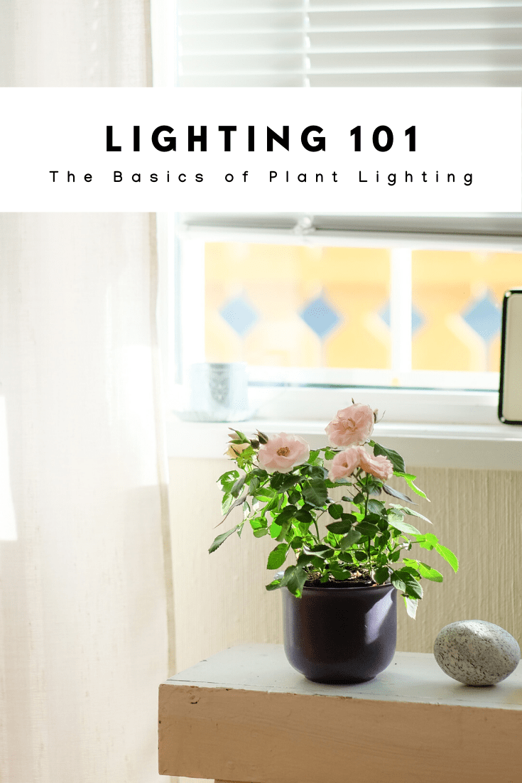 Houseplant Lighting 101