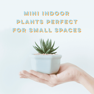 Mini Indoor Plants Perfect For Small Spaces 