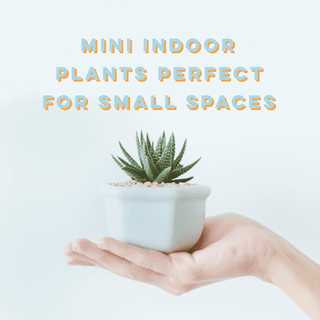 Mini Indoor Plants Perfect For Small Spaces